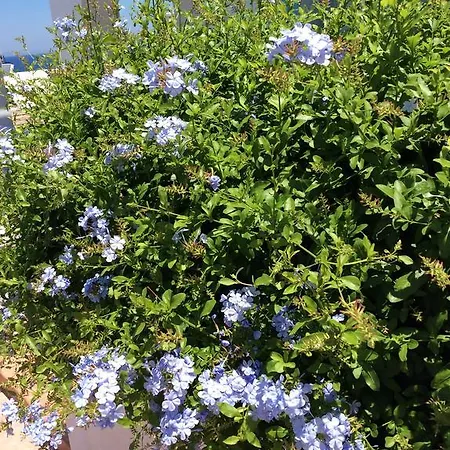 Apartamento Katerina &