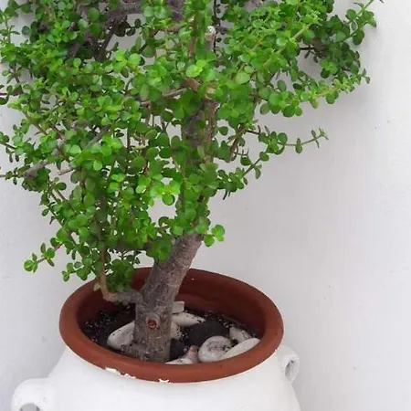 Apartamento Katerina & Naousa