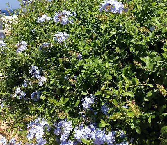 Appartement Katerina &